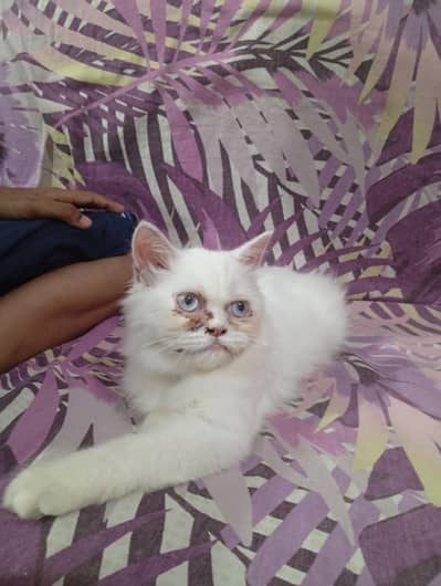 pershen female available