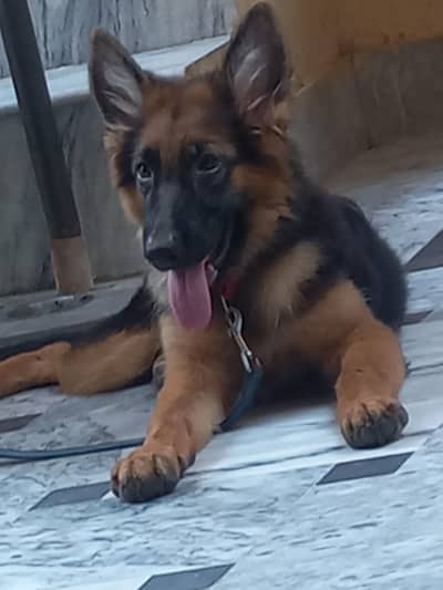 GSD Female