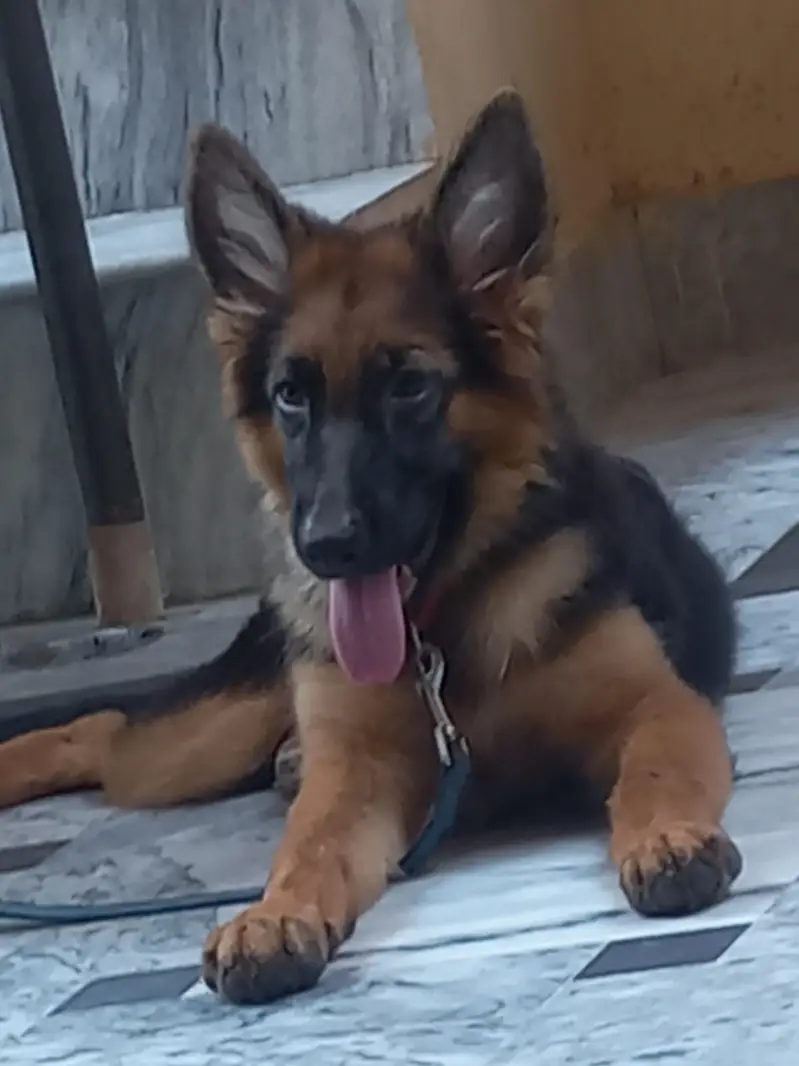 GSD Female — photo 2