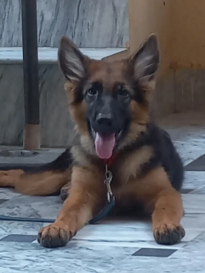GSD Female — photo 3