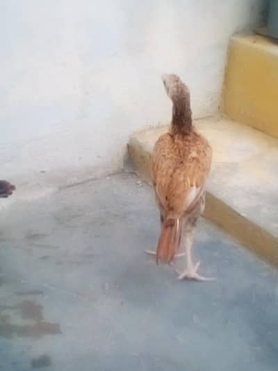 Aseel chiks
