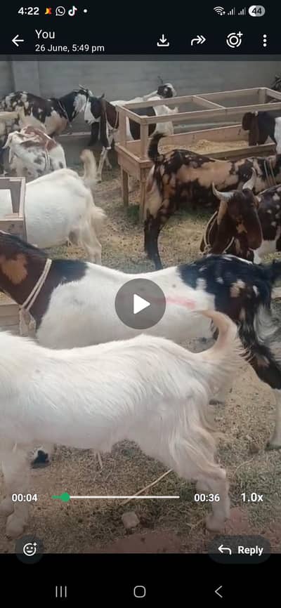 GOATS
