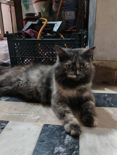 Beautiful Double Coated Persian Female Cat with Her Cute Kitten