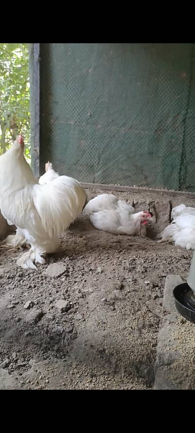bantam breedar white or black