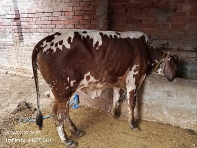 cholestani friesian cow