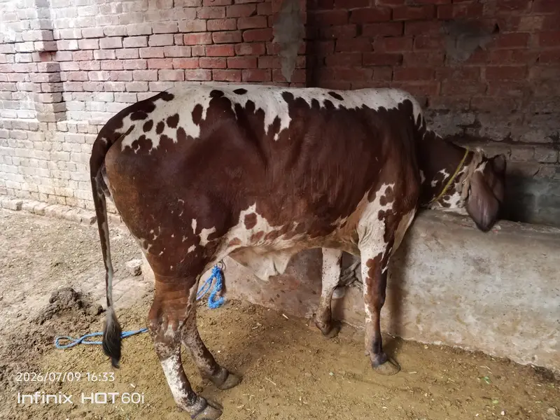 cholestani friesian cow