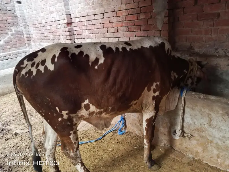 cholestani friesian cow — photo 2