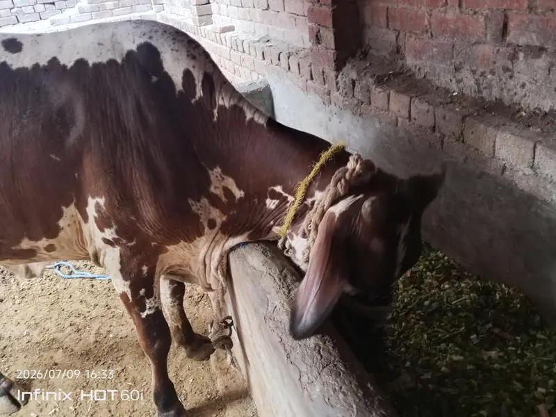 cholestani friesian cow — photo 3