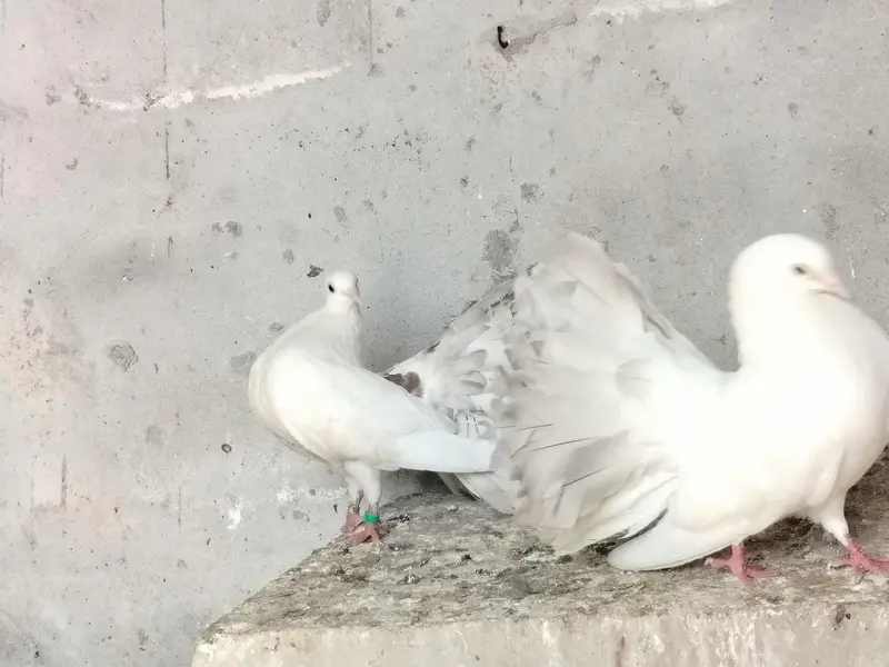 American pair — photo 3