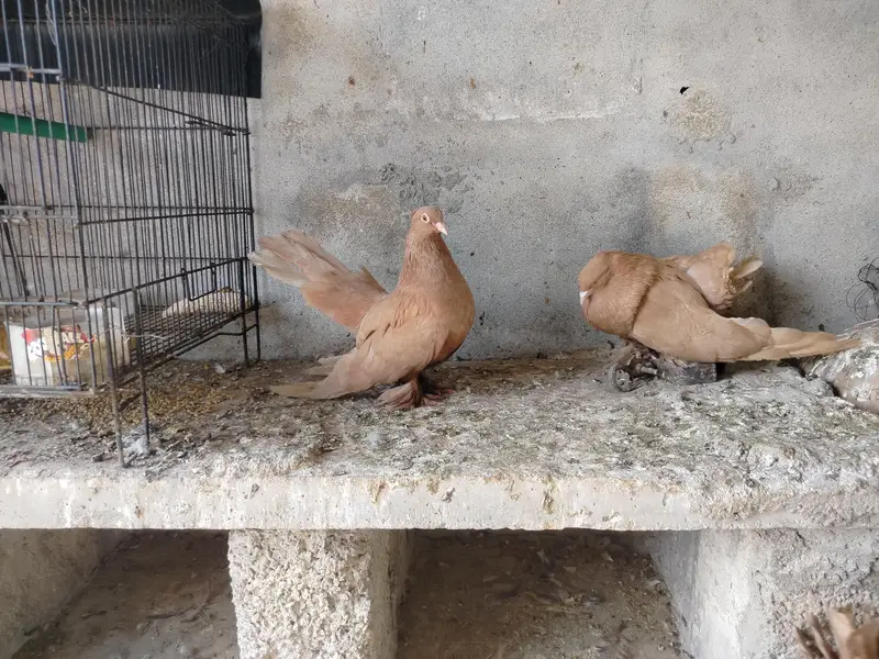 American pair — photo 11