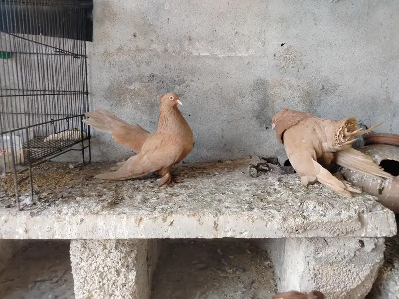 American pair — photo 12