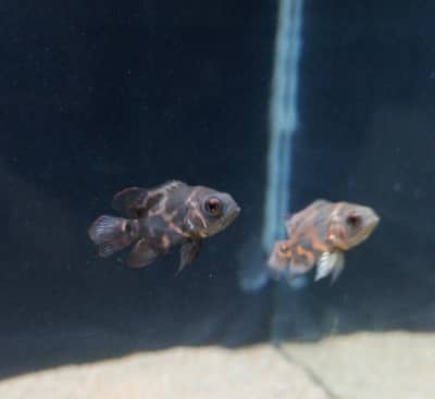 Oscar fish