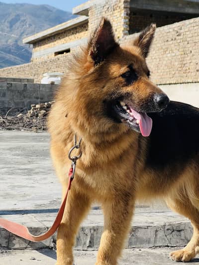 Double coat german female