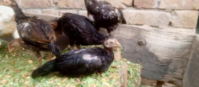 aseel chicks