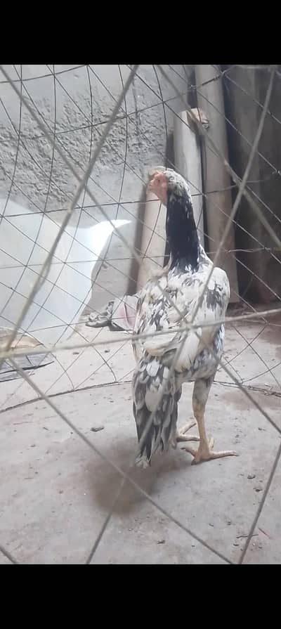 Aseel female breeder