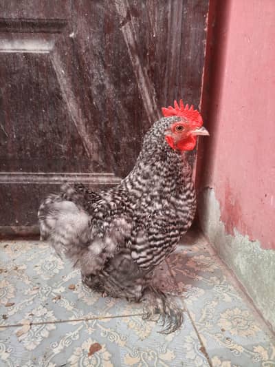 coco cochi  Bantam
