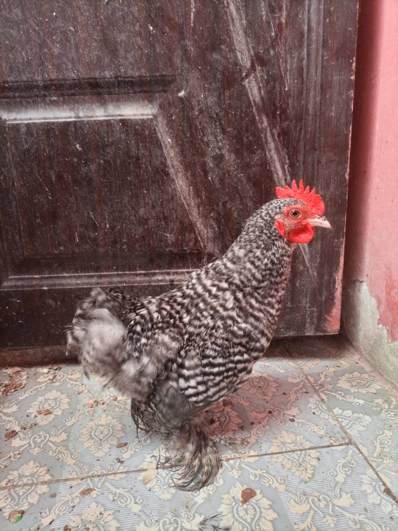 coco cochi  Bantam 1
