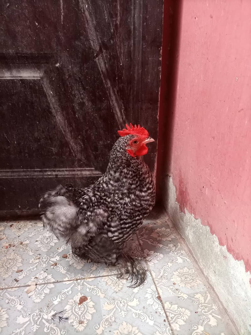 coco cochi  Bantam 2