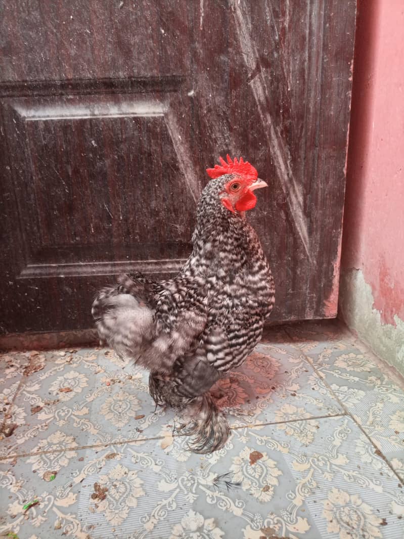 coco cochi  Bantam 3
