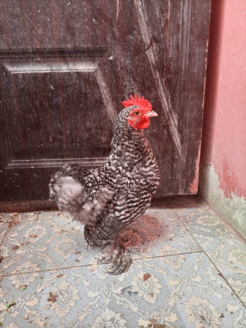coco cochi  Bantam 4
