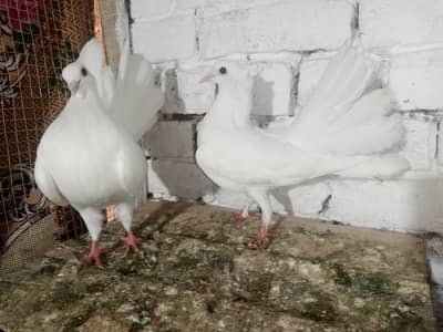 Lakky kabootar fancy pigeon pair