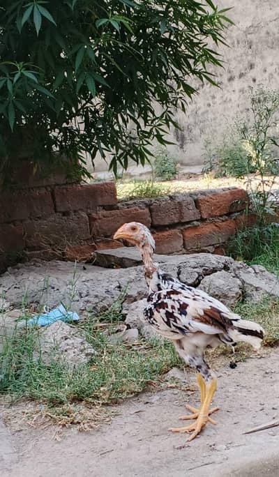 mianwali aseel patha for sale