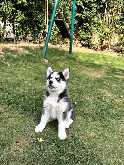 Siberian husky puppy blue eyes pure