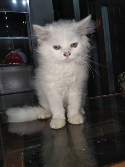 Persian kitten