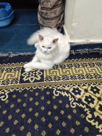 persia
