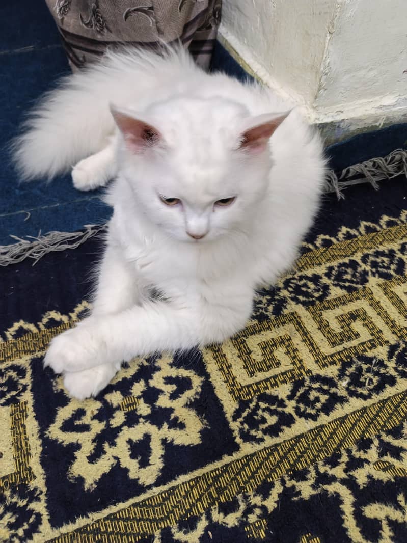 persia 1