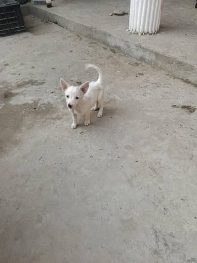 Russian female for sale or b mnsb krlon ga serious log rabpta kryn