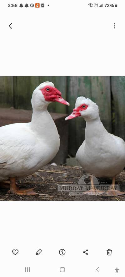 mosque duck home breed