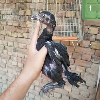 Aseel Chicks for Sale