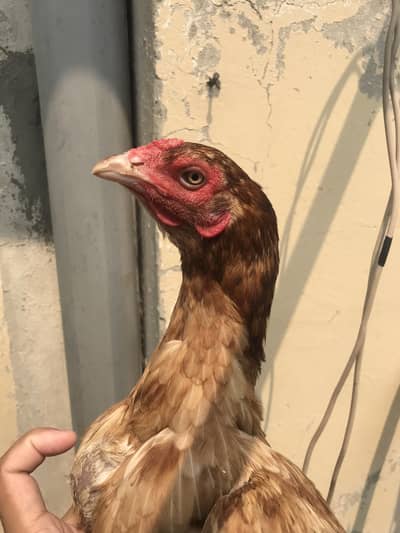 Thai and burmi females eggs laying 0 3 4 4 666627