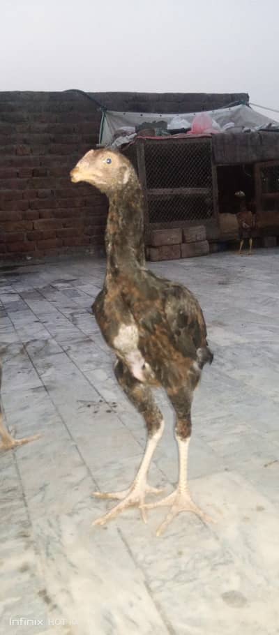 aseel chicks age 45-50 day