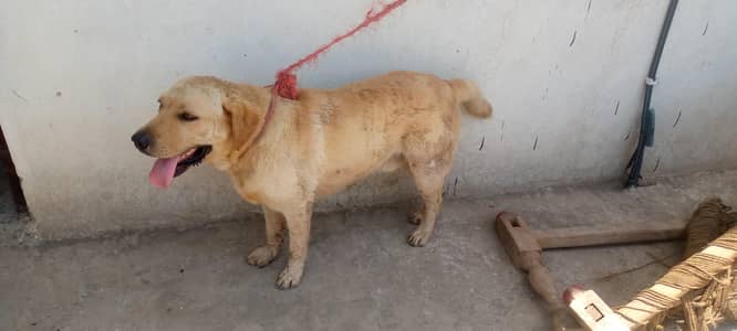 Labrador male dog no fault full vaccinated little train dog for sale