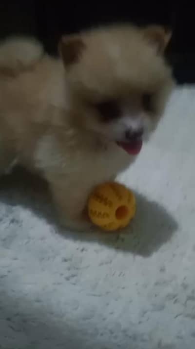 Pomeranian Pupps | Pomeranian Pair | cup size Pomeranian | Toy Breed