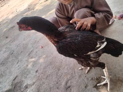 aseel hen