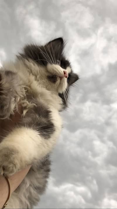 Persian