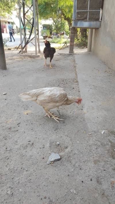 Aseel Hera female for sale 03236039932