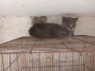 grey Russian blue kitten