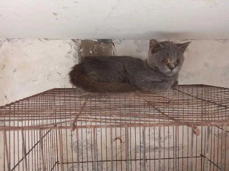 grey Russian blue kitten