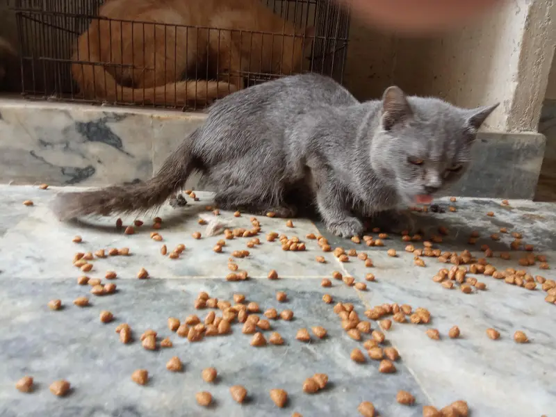 grey Russian blue kitten — photo 2