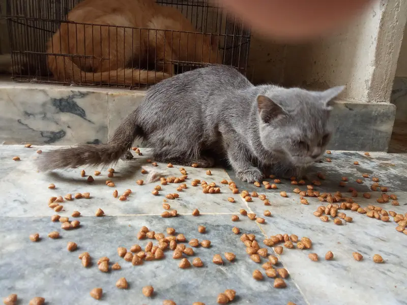 grey Russian blue kitten — photo 3