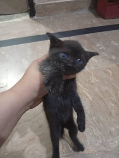 Blue eye female urgent for sale