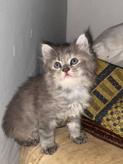 long haired persian mix kitten triple coat