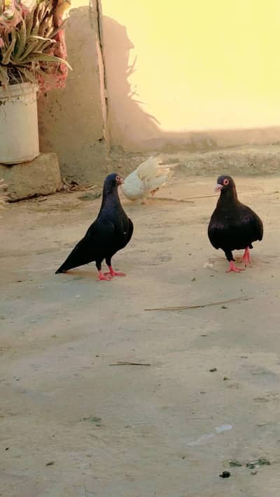 irani pigon