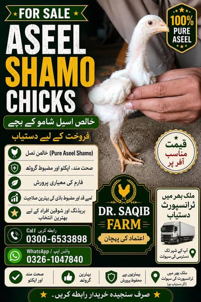 Shamo aseel bachy sale