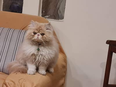 Persian cat double punch face
