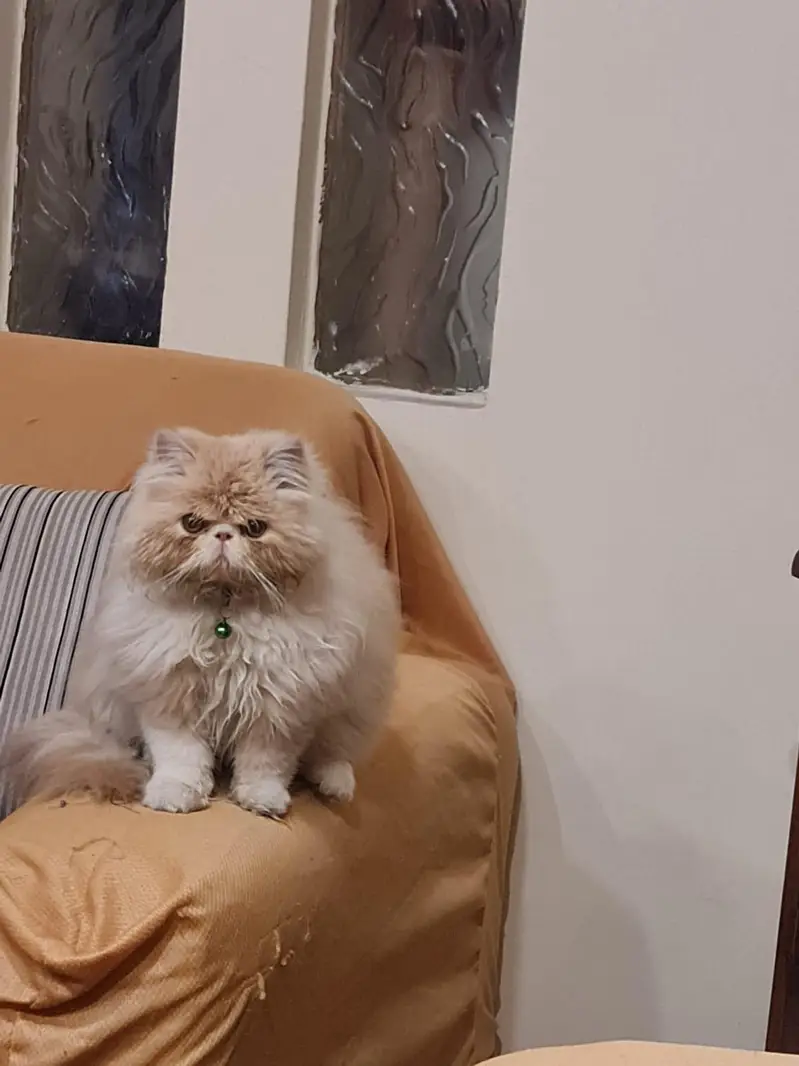 Persian cat double punch face — photo 2